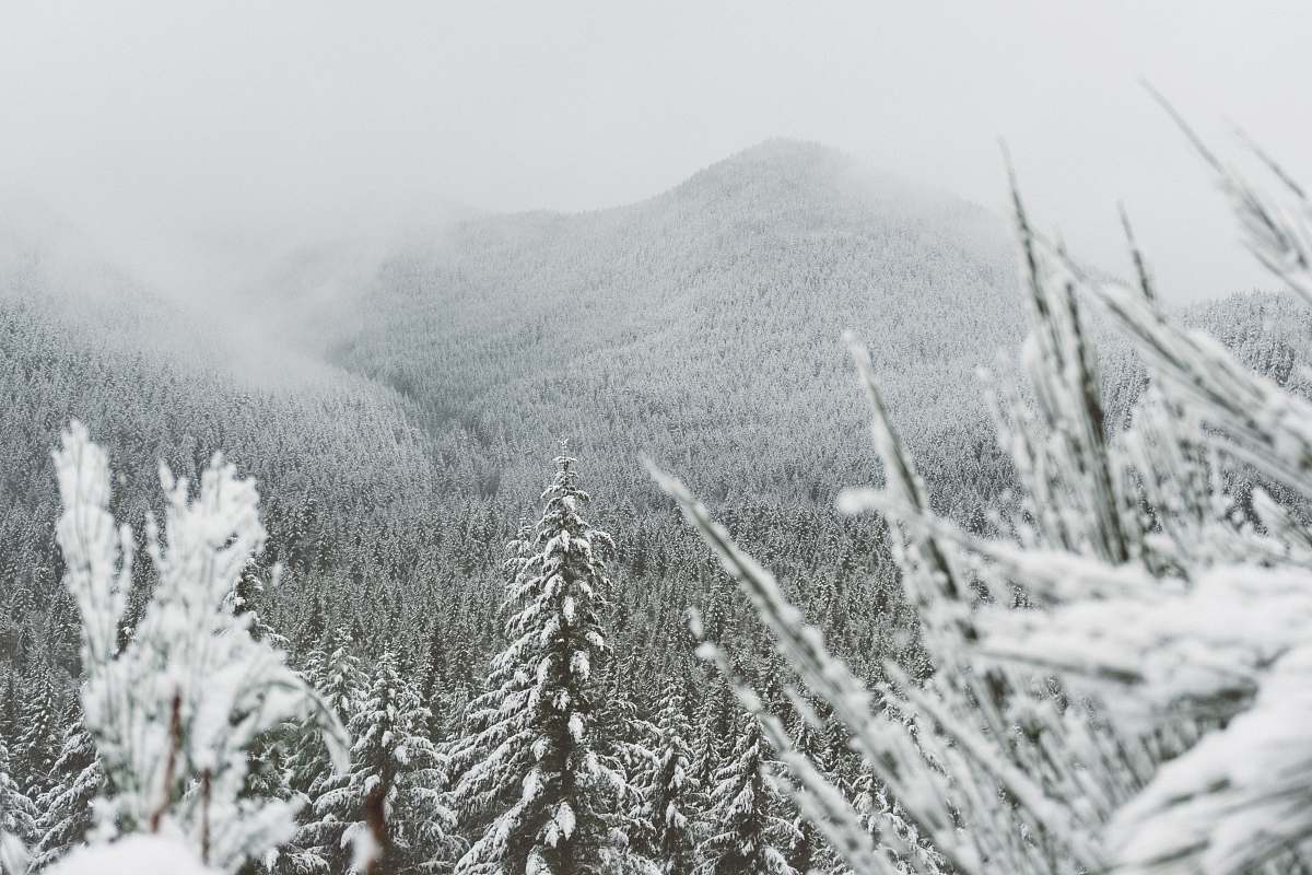 christmas wallpapers trees surround with snow mountain